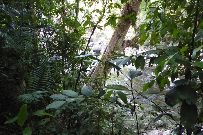 Tualang tree Picture 7
