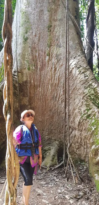 Tualang tree Picture 2