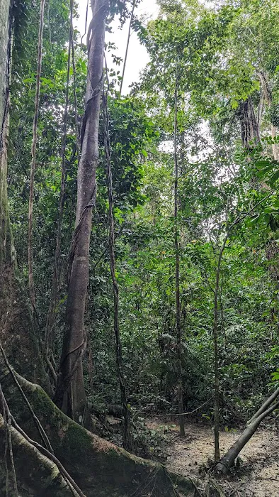 Tualang tree Picture 3