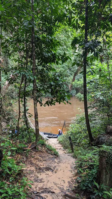 Tualang tree Picture 1