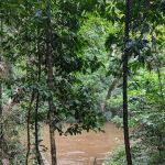 Tualang tree