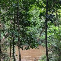 Tualang tree ico