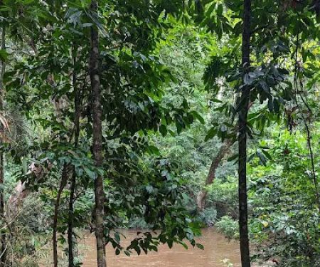 Tualang tree