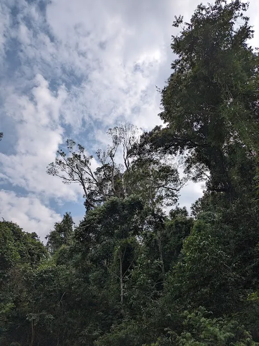 Tualang tree Picture 10