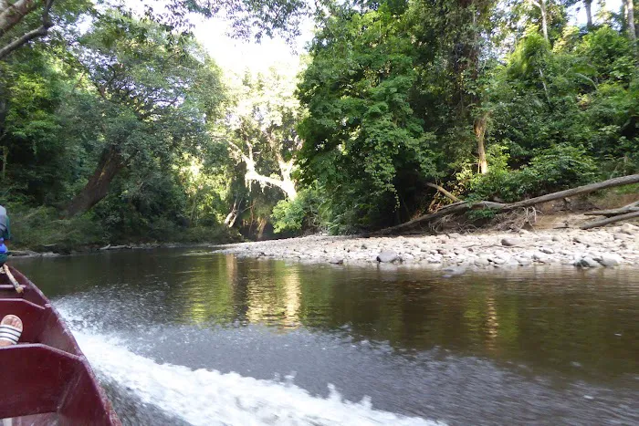 Tualang tree Picture 4