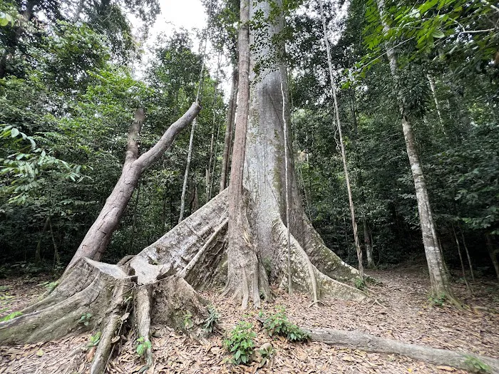 Tualang tree Picture 9