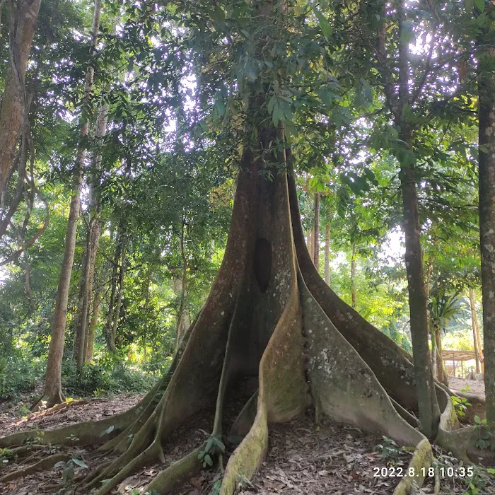 Taman Negara Picture 8