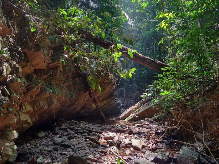 Taman Negara Picture 6
