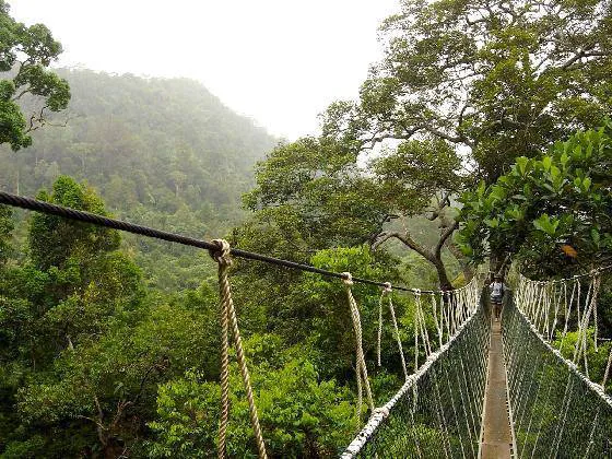 Taman Negara Picture 9
