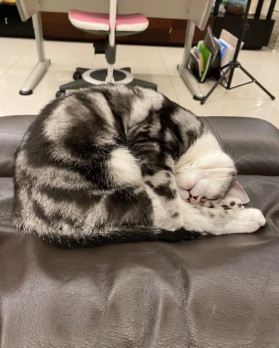 My Pets Guardian Services Picture 2