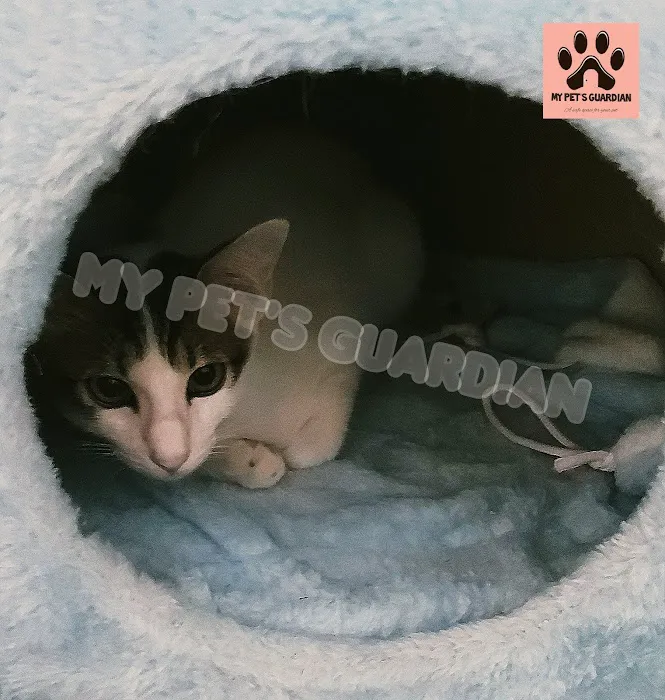My Pets Guardian Services Picture 7
