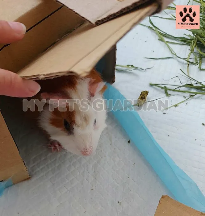 My Pets Guardian Services Picture 1