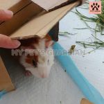 My Pets Guardian Services