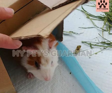 My Pets Guardian Services