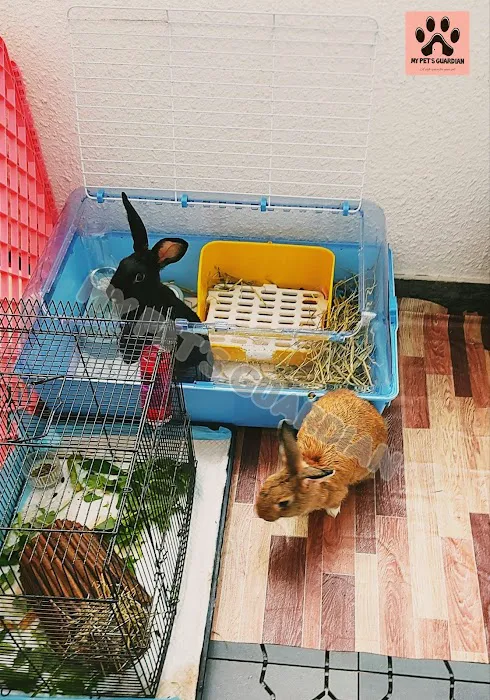 My Pets Guardian Services Picture 5
