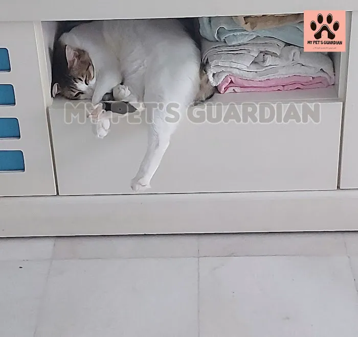 My Pets Guardian Services Picture 6