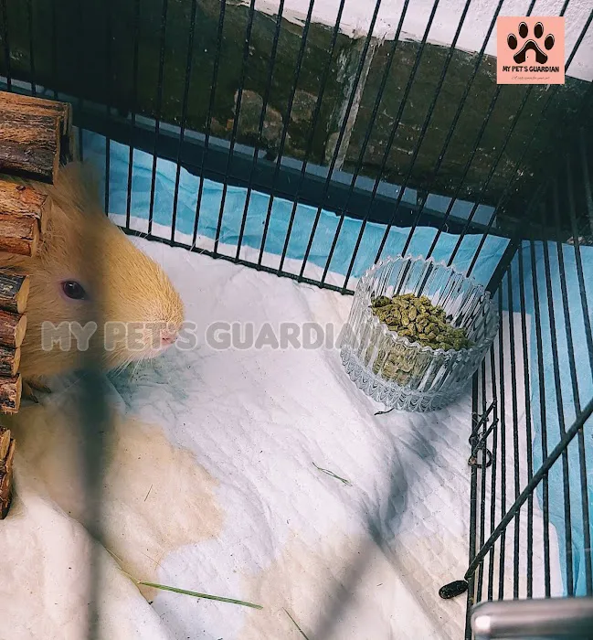 My Pets Guardian Services Picture 4