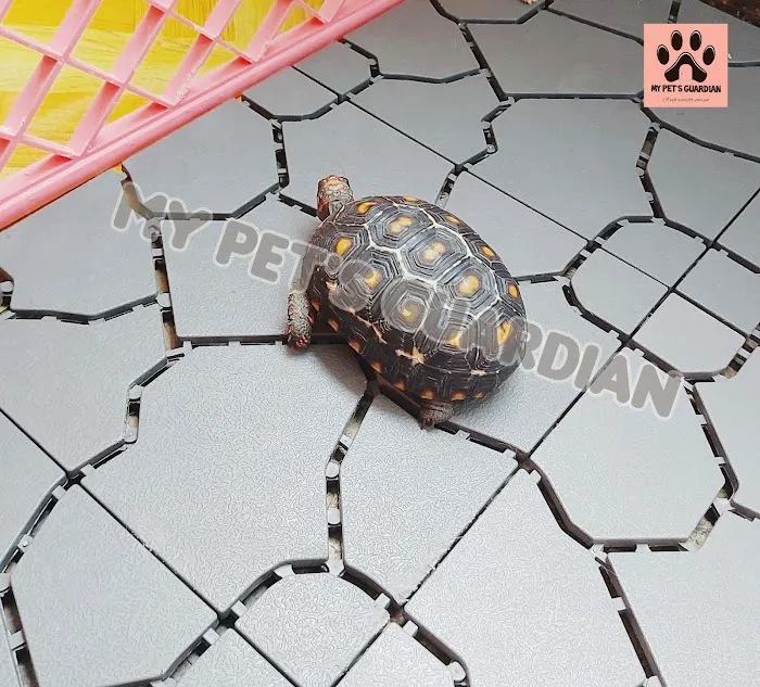 My Pets Guardian Services Picture 3