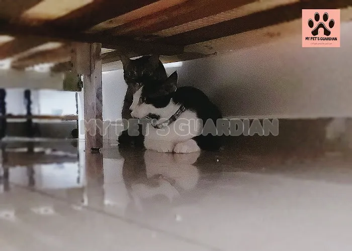My Pets Guardian Services Picture 8