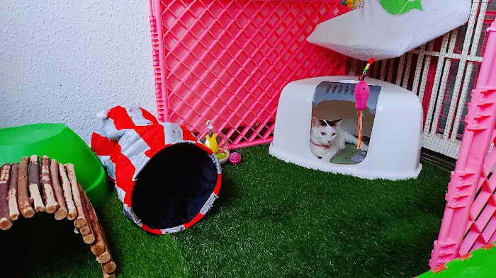 My Pets Guardian Services Picture 9