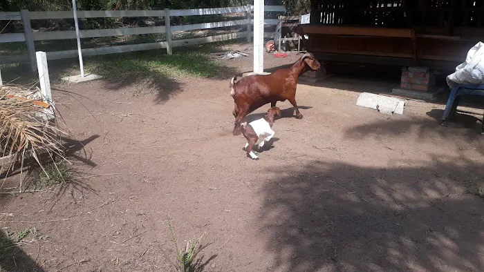 Tok Nan Goat Farm Picture 2