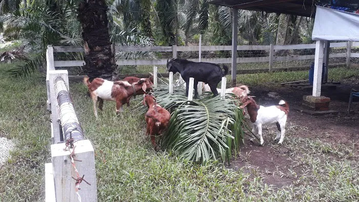 Tok Nan Goat Farm Picture 1