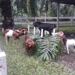 Tok Nan Goat Farm