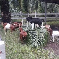 Tok Nan Goat Farm ico