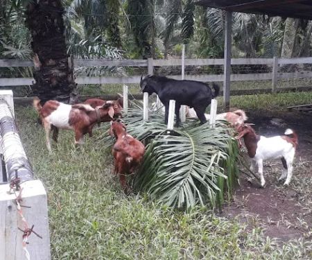 Tok Nan Goat Farm
