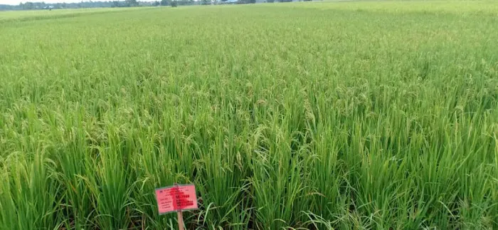 Plot Demo Blok M Picture 2