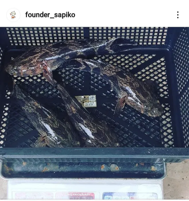 Sapiko Ent. Picture 2