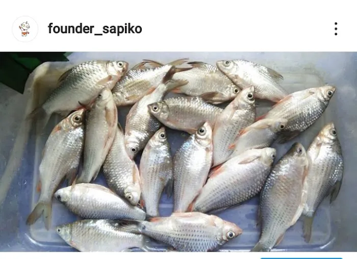 Sapiko Ent. Picture 3