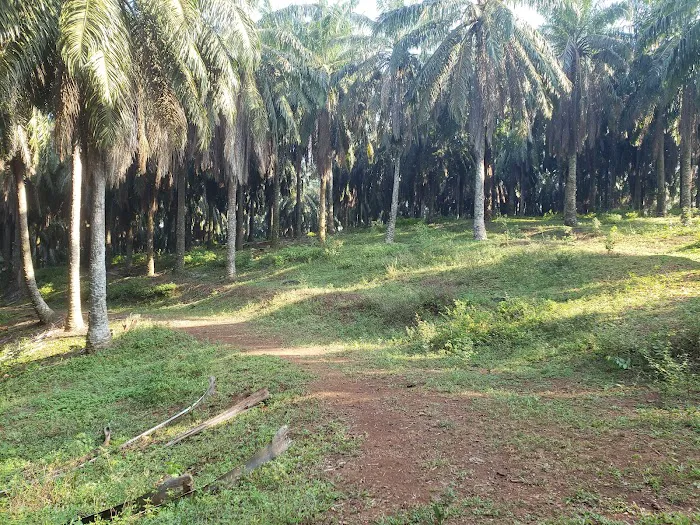 Bukit Tinggi Trails Picture 6