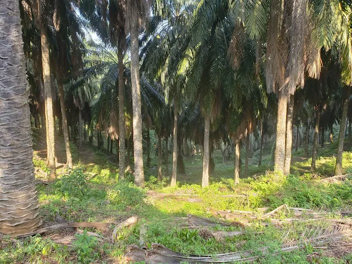 Bukit Tinggi Trails Picture 4