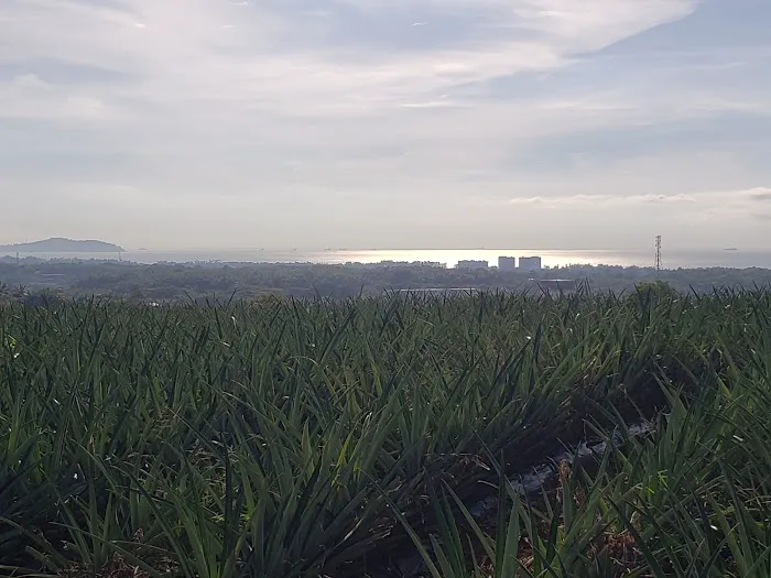 Bukit Tinggi Trails Picture 2