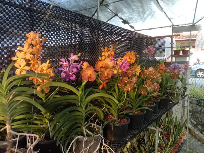 my garden Picture 1