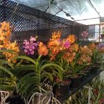 my garden