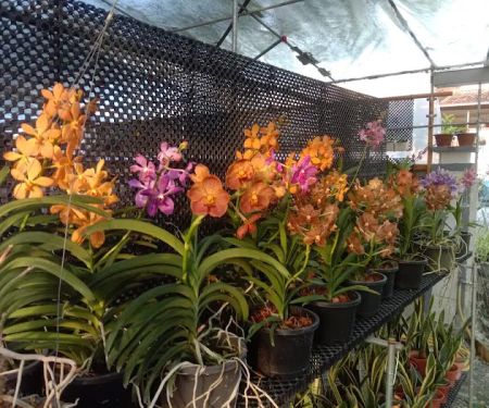 my garden