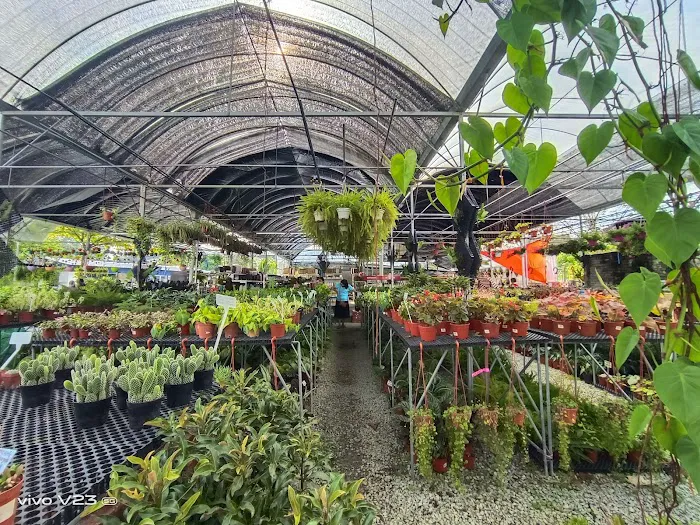 LushFlora.my Kajang Picture 2