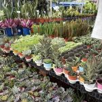 LushFlora.my Kajang