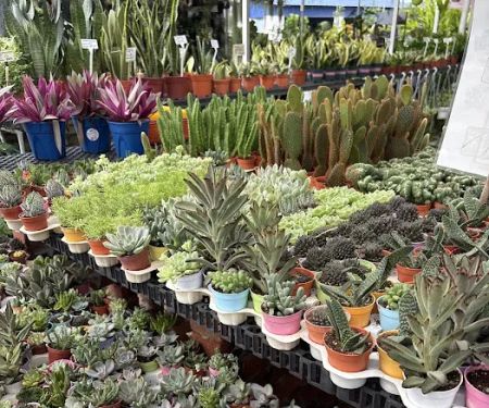 LushFlora.my Kajang