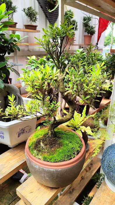 LushFlora.my Kajang Picture 9