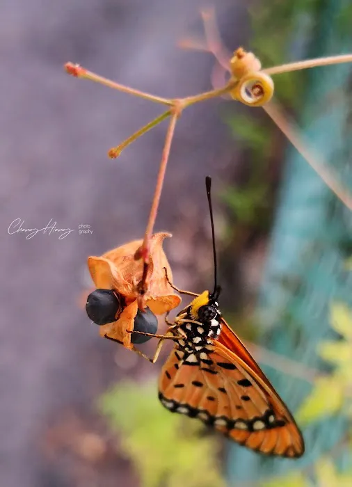 Butterfly Park Picture 9