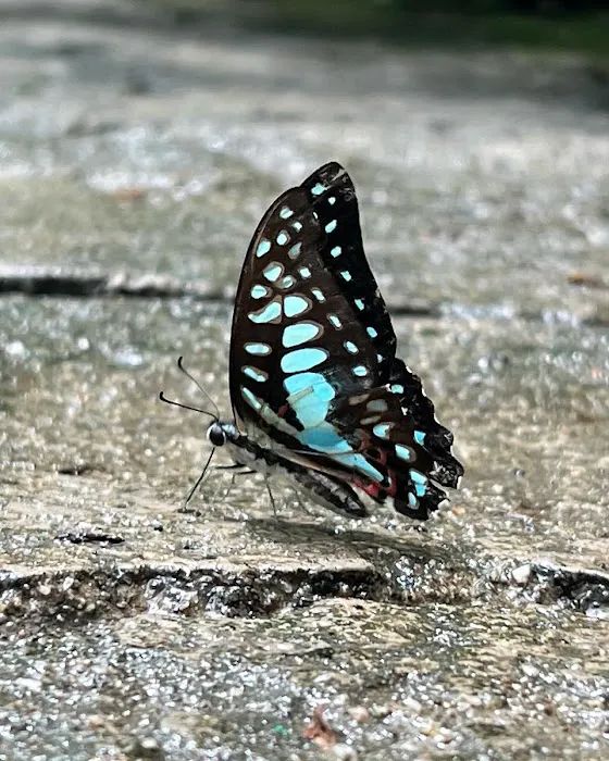 Butterfly Park Picture 2