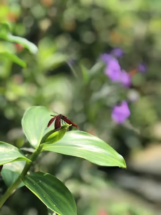 Butterfly Park Picture 5