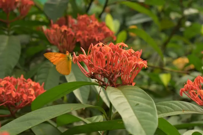Butterfly Park Picture 10