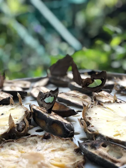 Butterfly Park Picture 7