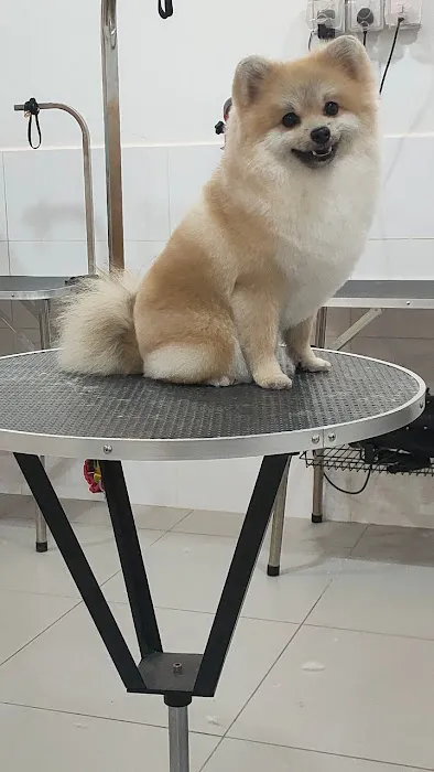 Petico.my Pet Shop & Grooming | Kuchai Lama Picture 10