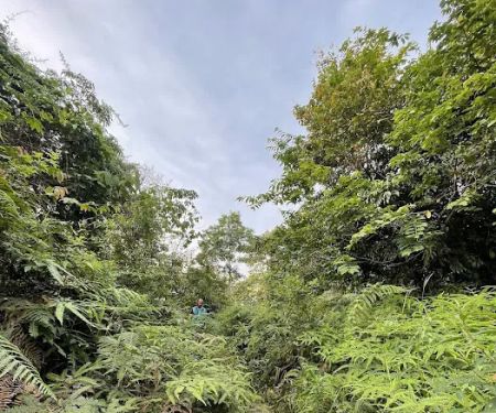 Bukit Kiara Trail - Sri Hartamas
