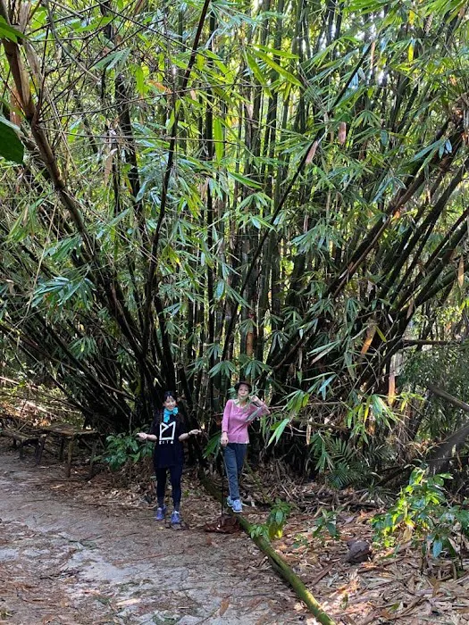 Bukit Kiara Trail - Sri Hartamas Picture 4
